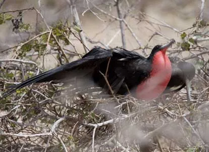 Fragata macho inflando su saco gular rojo en North Seymour