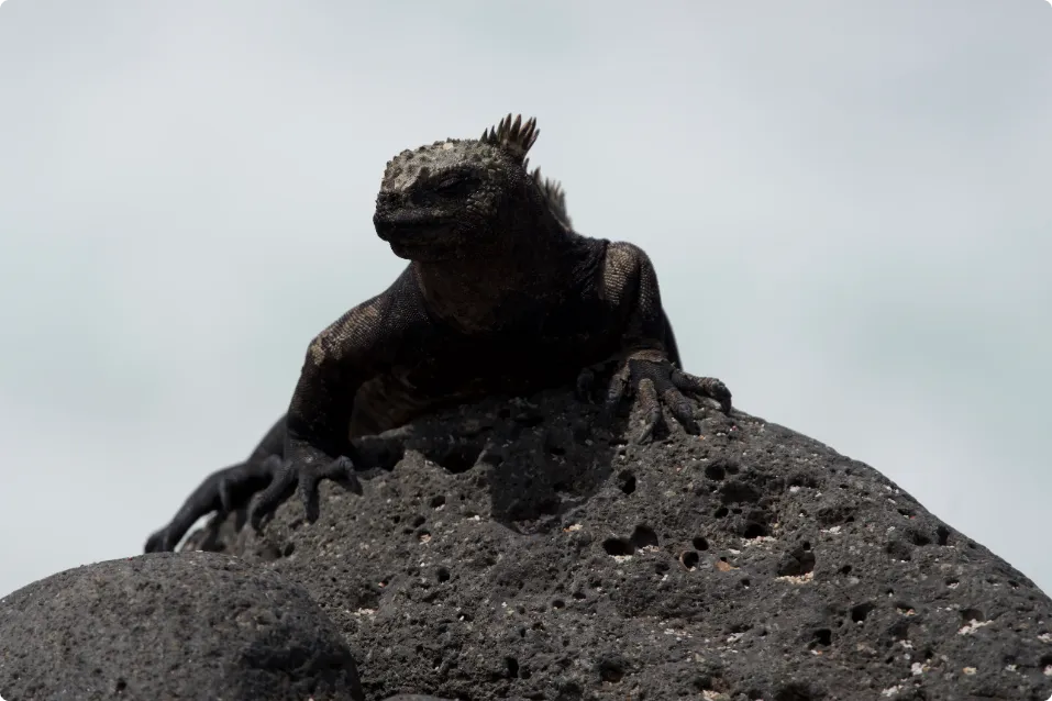 Iguana marina tomando sol sobre roca volcánica en isla Seymour Norte, Galápagos