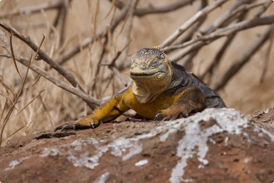 Iguana terrestre de Galápagos en la Isla Seymour Norte