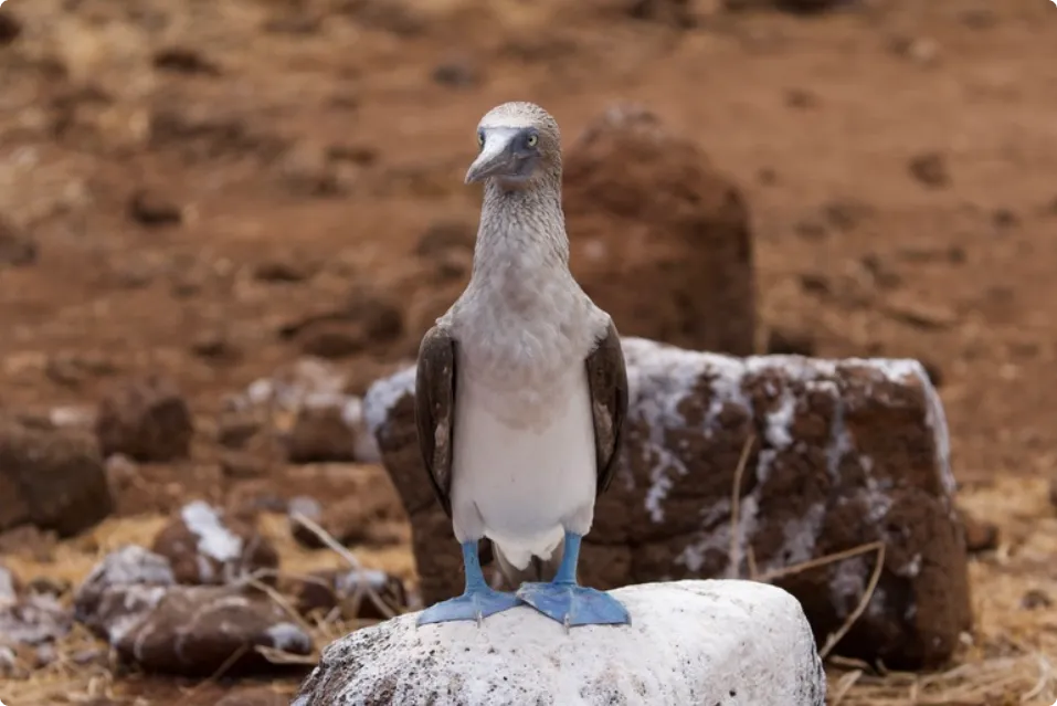 Piqueros de patas azules en la costa de Isla Seymour Norte, Galápagos