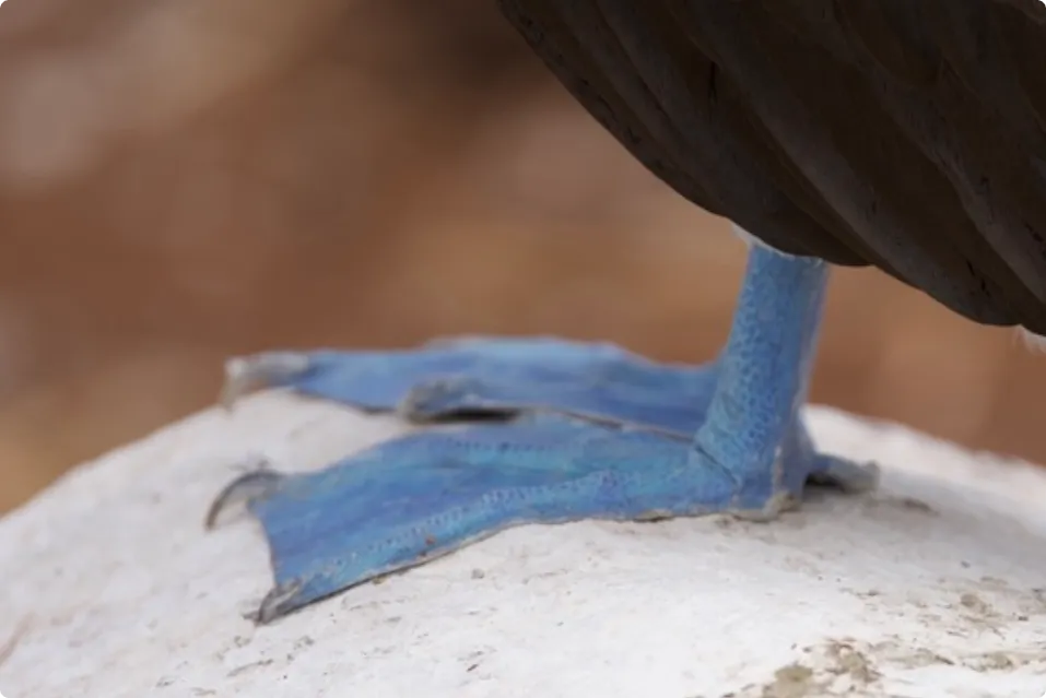 Piqueros de patas azules en la costa de Isla Seymour Norte, Galápagos