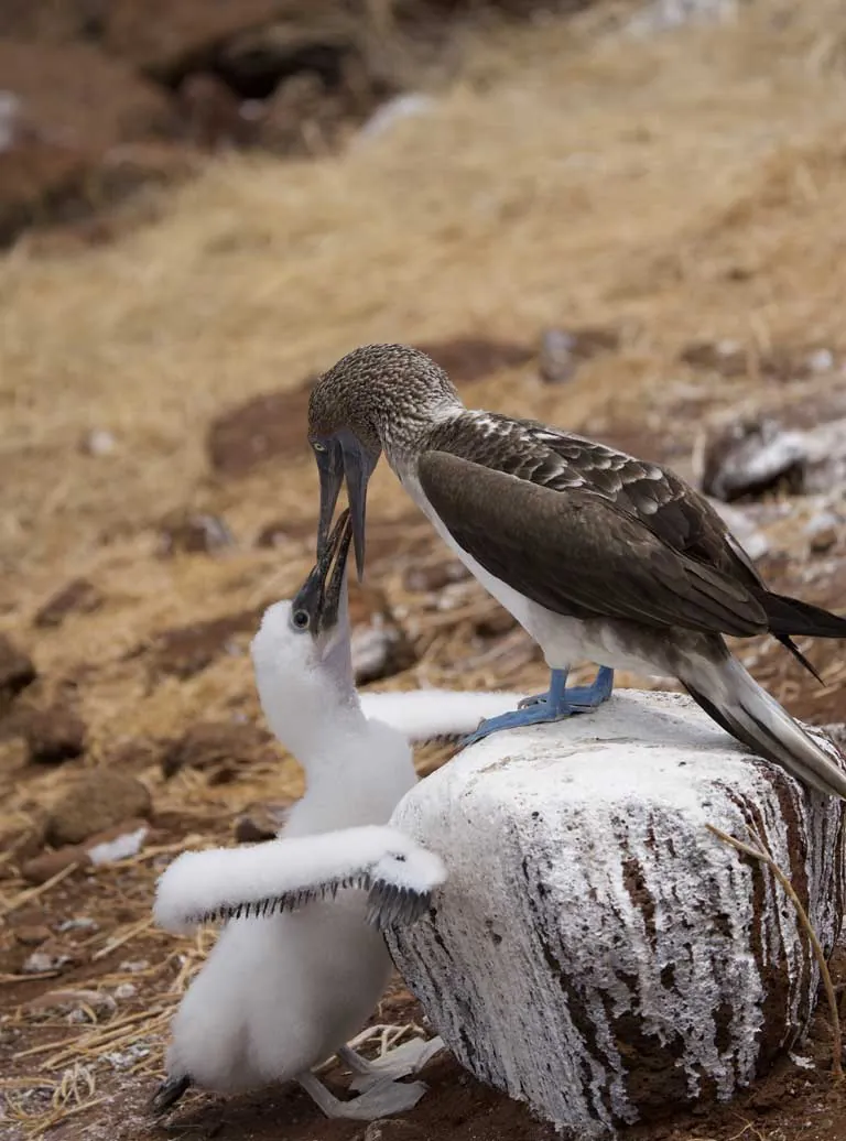 Piqueros de patas azules en la costa de Isla Seymour Norte, Galápagos